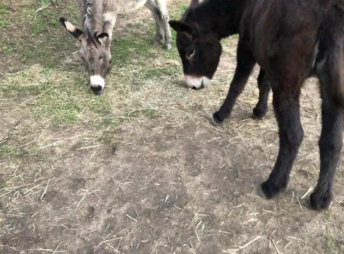 U Sole * Ajaccio (Corsica)